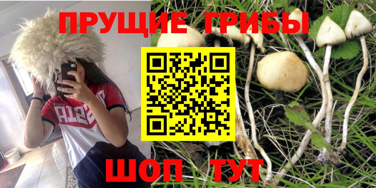 Галлюциногенные грибы Psilocybine cubensis  Вход с VPN  Заволжье 